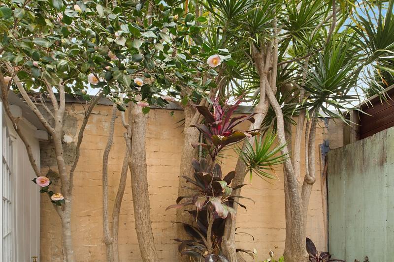 Paddington Garden Cottage With Fast Wifi Sydney Ngoại thất bức ảnh